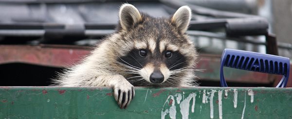 Junk Gone Removal Service